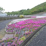 Isokko - 道の駅　伊勢志摩の奥に有る伊勢市観光農園ので芝桜　生憎の雨模様