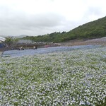 Isokko - 志摩観光農園をネモフィラ　入場料３００円　本カクテキ雨降り