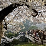 Oiwake Dango - お花見の頃、新宿御苑はすごい人だかりでした。