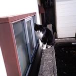 手しごと讃岐うどん 讃々 - 看板ネコちゃん♪