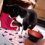 手しごと讃岐うどん 讃々 - ネコちゃんのおうち