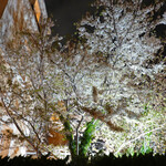 THE BAR - 夜桜 on April 11, 2024