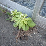 もりもと - 道端に蕗の薹