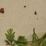 Maison de Fujii - ネズの実