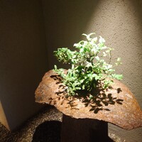 近松 - 