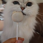 CAT CAFE MOCHA - 