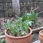 シークレット レストラン カメ - 