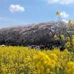 Hanatou ro - 権現堂の菜の花と桜