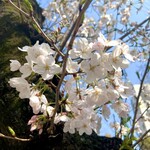 Choumeiji Sakura Mochi - 