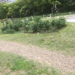 パンとエスプレッソと - 靱公園のバラ園Ⅱ