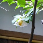 なかむら - 2014年2月大女将に教えてもらった、庭の椿