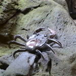 なかむら - 2014年2月庭の蟹。