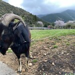 農家民宿 くろうさぎ - ヤギさんがお出迎え