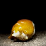 くるますし - そしてできあがったのがこれ。 イセエビの身とミソの炙り鮨。 この料理が出始めたのが1年前。 来るたびにちょこちょこ変わってて、試行錯誤を繰り返してましたが、 そろそろ完成形なのかなと。 濃厚で濃厚すぎるミソ、ブリブリ感と炙った大型甲殻類の強烈 な香りが脳天を突き抜け、エクスタシーへ。 あっちの世界に行ったかと思いました。 世紀末的凶暴な旨さ、危ないです。