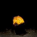 くるますし - 危ないのが続きます。 そろそろ旬を迎えつつあるらしい地元産のムラサキウニ。 あの鮨のあとだけに、ウニが上品で繊細で優しく感じられます。 そっか、ウニってこんなに優しい味わいだったのかと。 イセエビ炙りの世紀末的で凶暴な旨さの後ですからね。