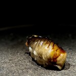 くるますし - アナゴ。 ものすごい大型アナゴだったんだって、これ。 まぁ、見た目もすごいですけどね。 「骨一本一本抜くのが大変だったんです！」て大将。 アナゴの骨は身の奥深くで身と一体化してるんだと。 ボリュームは、ほぼウナギでしたよ。 味わいはどこまでもアナゴ。 ほわほわでめちゃ旨くて、大将の苦労なんて一瞬で忘れてしまい ました（笑）。