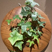 鴨しゃぶ さ和鳥 東上野 - 