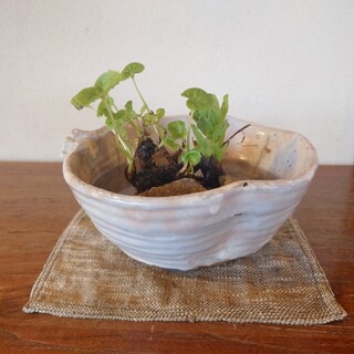 藤助の湯 ふじや_0