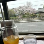 ラヴェンナ - お店の向かいにある桜も満開