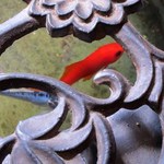 懐石カフェ 蛙吉 - 14年2月