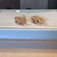 天ぷら たなか - 