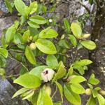 Kissa Madoragu - 珍しい木
