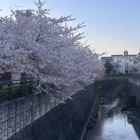 すし 弥助 - 