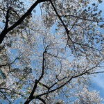 Choroya - まだビルの前にある桜が咲いてた頃に行ったみたいだね・・