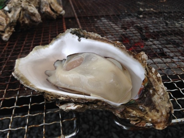 かき小屋　渡波（わたのは） - 渡波（かき）の写真