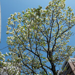 TAVERNA Lucetta - ハナミズキは港区の木です