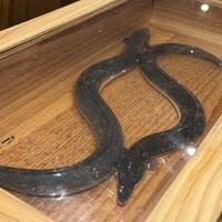 にょろ助 銀座 - 