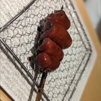 焼き鳥 茂 東桜 - 