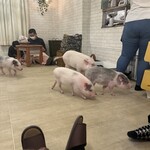 Mipig cafe - 