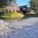 白神飯店 - オマケ・追手門前には花筏が出現