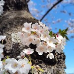 白神飯店 - オマケ・胴吹き桜