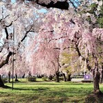 白神飯店 - オマケ・本丸は枝垂れと染井吉野のシャワー