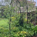 クラブハリエ - 