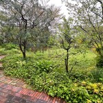 クラブハリエ - 