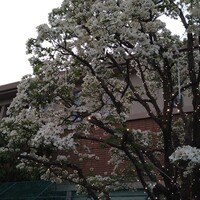 アルピーノ - 