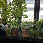古瀬戸珈琲店 - 窓辺にはたくさんの植物