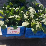 キッチン ブルー グローブ - 接木ナス