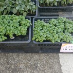 キッチン ブルー グローブ - バジル