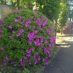 キッチン ブルー グローブ - 市役所回りのツツジ通り（おまけ）