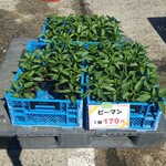 キッチン ブルー グローブ - ピーマン