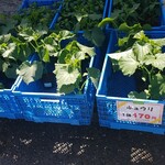 キッチン ブルー グローブ - きゅうり