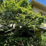 温石 - 青紅葉が眩しい季節になりました。空を見上げると清々しい気持ちになりました♡