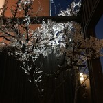 そば酒処 昌の屋 - 美しい夜桜