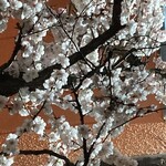 Sobasakedokoro Masanoya - お店の敷地にある桜がちょうど咲いていました