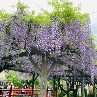 江戸懐石 若福 - 