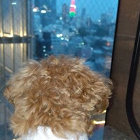 PONGA PREMIUM - 